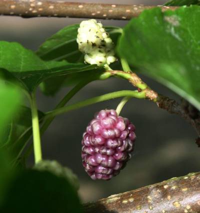 White mulberry fruit