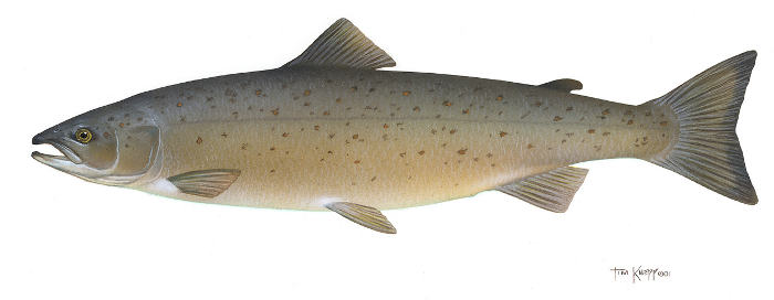 Atlantic Salmon by Tom Knepp / USFWS