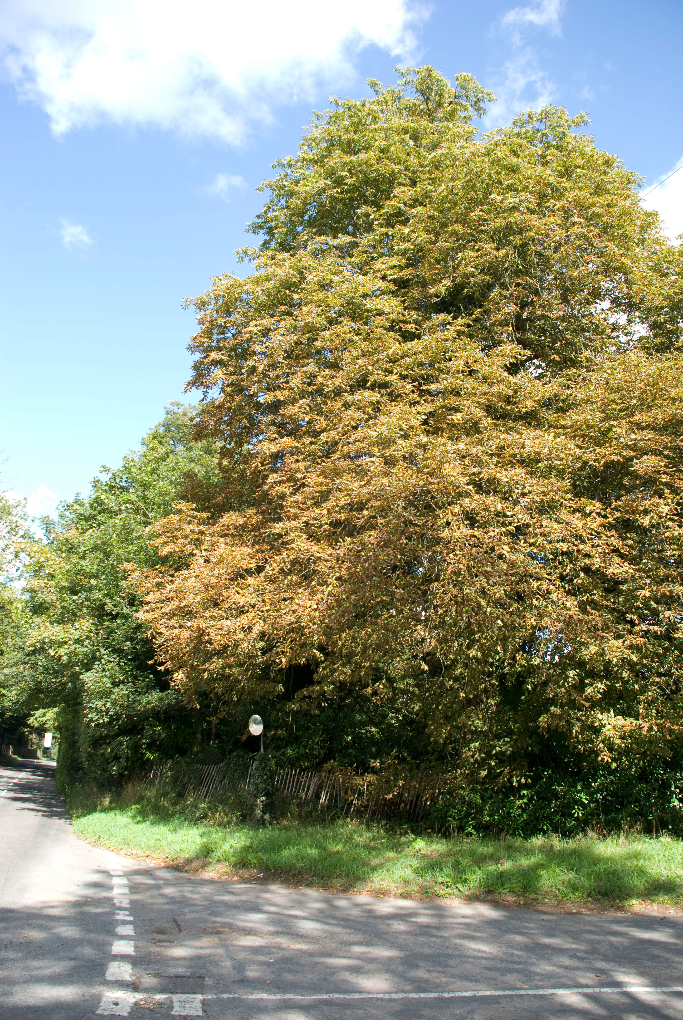 A Chestnut in Cliveden Road