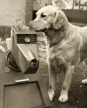 K9 meets canine (BBC Copyright photo)