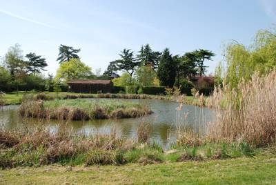 The pond at Wickenden (Fred Russell)