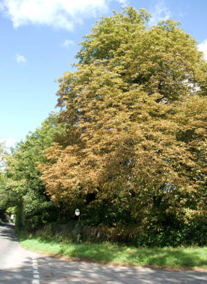 Chestnut tree near Taplow (Fred Russell)