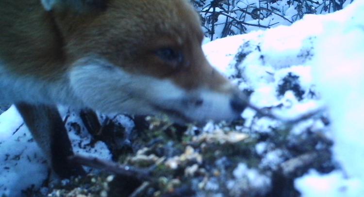 Fox