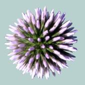 Echinops Bannaticus 'Taplow Blue'